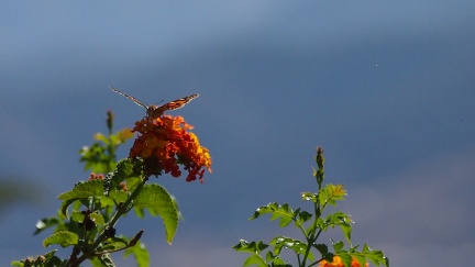 Butterflies-in-October-2013-136