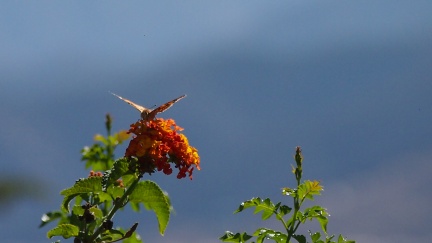 Butterflies-in-October-2013-137