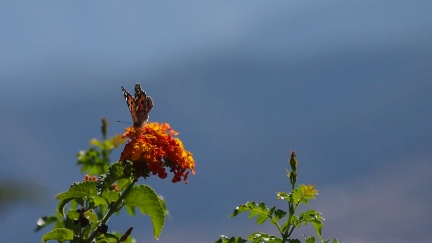 Butterflies-in-October-2013-139