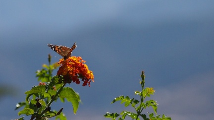 Butterflies-in-October-2013-140