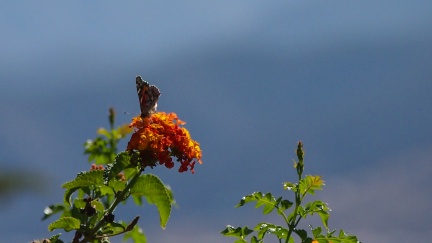 Butterflies-in-October-2013-141