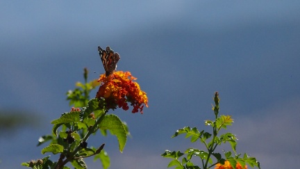 Butterflies-in-October-2013-142