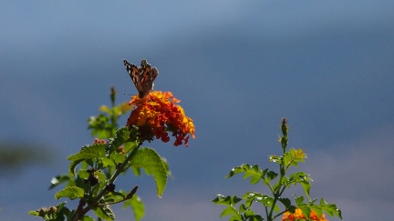 Butterflies-in-October-2013-143