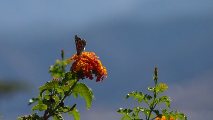 Butterflies-in-October-2013-144