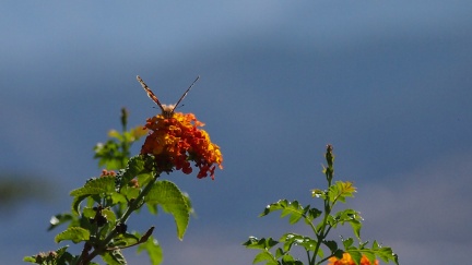 Butterflies-in-October-2013-145