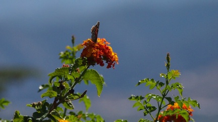 Butterflies-in-October-2013-149