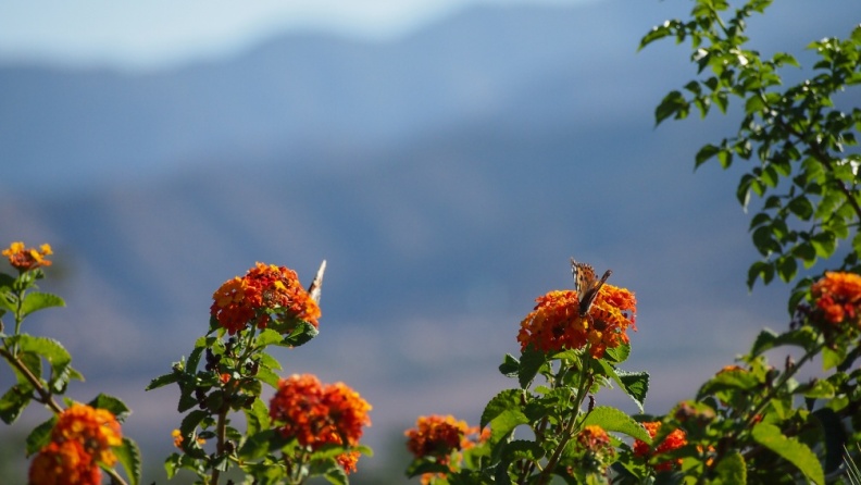 Butterflies-in-October-2013-193.jpg