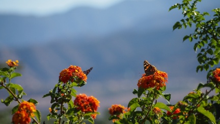 Butterflies-in-October-2013-204