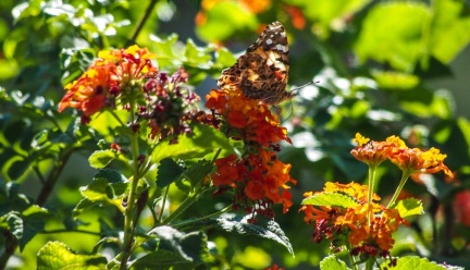 Butterflies-in-October-2013-503