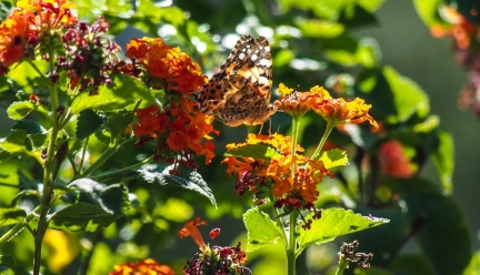 Butterflies-in-October-2013-527
