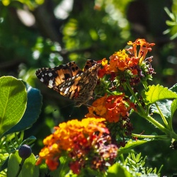 Butterflies-at-Geek-Hill