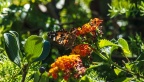 Butterflies-at-Geek-Hill