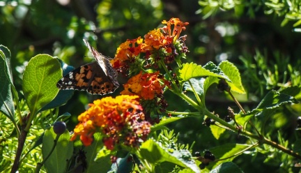 Butterflies-in-October-2013-574