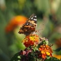 Butterflies at Geek Hill 719