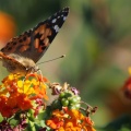 Butterflies at Geek Hill 721