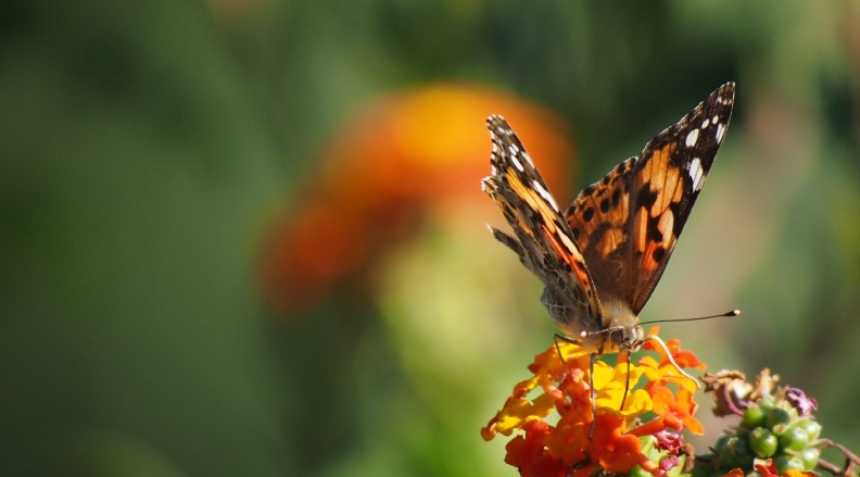 Butterflies_at_Geek_Hill_722.jpg