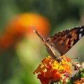 Butterflies at Geek Hill 723