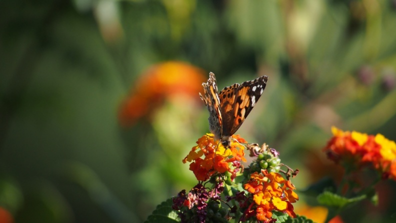 Butterflies_at_Geek_Hill_724.jpg