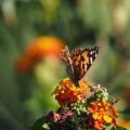 Butterflies at Geek Hill 725