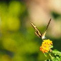 Butterfly-closeup-Halloween-2013-119