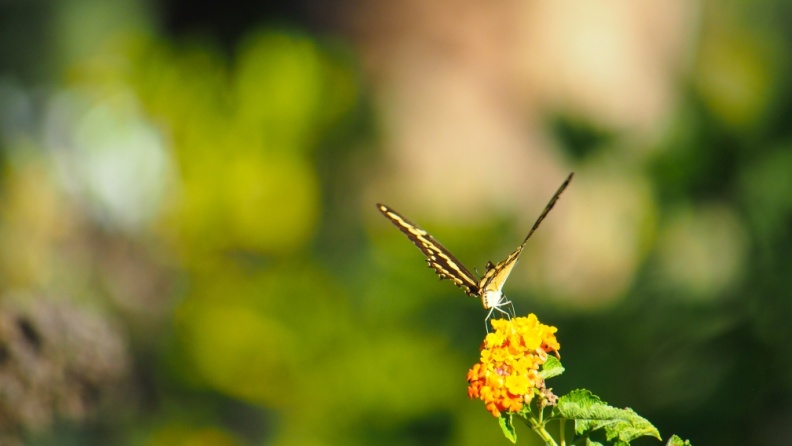 Butterfly-closeup-Halloween-2013-120.jpg