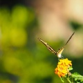 Butterfly-closeup-Halloween-2013-120