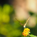 Butterfly-closeup-Halloween-2013-121