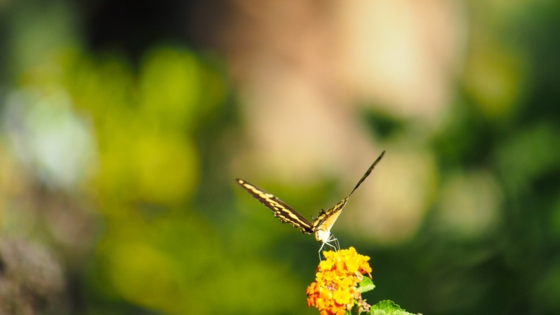 Butterfly-closeup-Halloween-2013-122.jpg