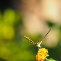 Butterfly-closeup-Halloween-2013-122