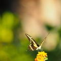 Butterfly-closeup-Halloween-2013-123