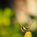 Butterfly-closeup-Halloween-2013-124