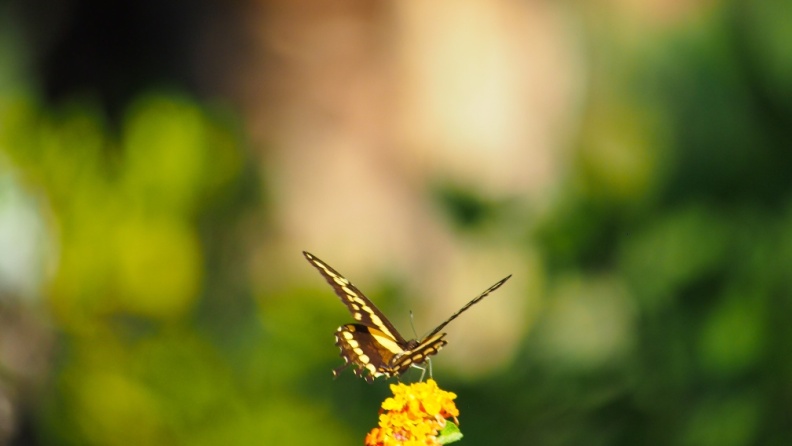 Butterfly-closeup-Halloween-2013-125.jpg
