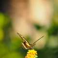 Butterfly-closeup-Halloween-2013-125