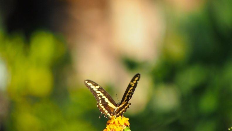 Butterfly-closeup-Halloween-2013-126.jpg
