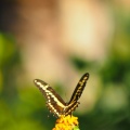 Butterfly-closeup-Halloween-2013-126