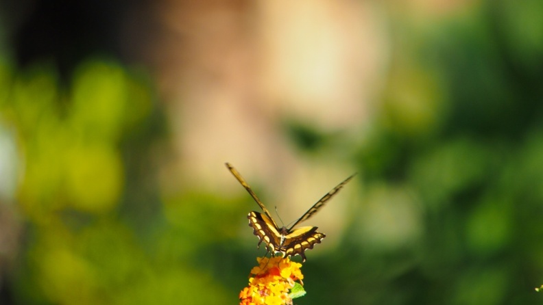 Butterfly-closeup-Halloween-2013-127.jpg