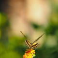 Butterfly-closeup-Halloween-2013-127