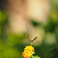 Butterfly-closeup-Halloween-2013-128