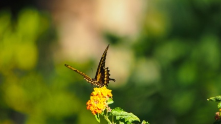Butterfly-closeup-Halloween-2013-140