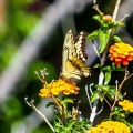 patio-april-13-2016-401