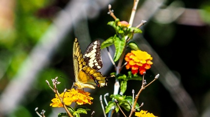 patio-april-13-2016-402