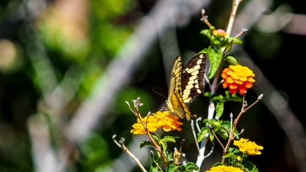 patio-april-13-2016-403