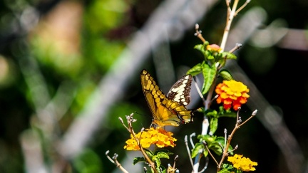 patio-april-13-2016-404