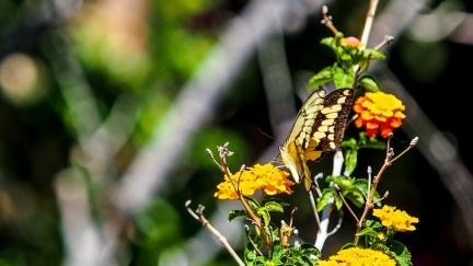 patio-april-13-2016-405