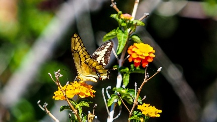 patio-april-13-2016-406