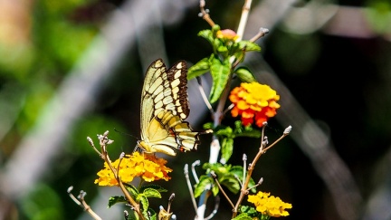 patio-april-13-2016-407