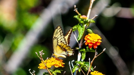 patio-april-13-2016-408