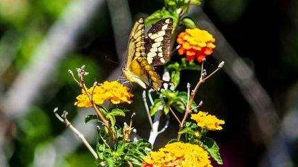 patio-april-13-2016-409