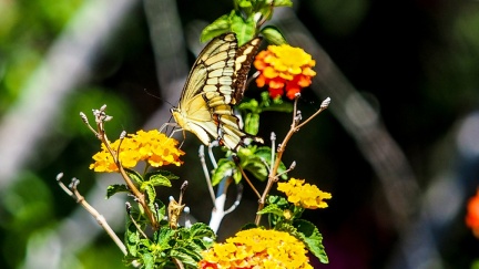 patio-april-13-2016-410