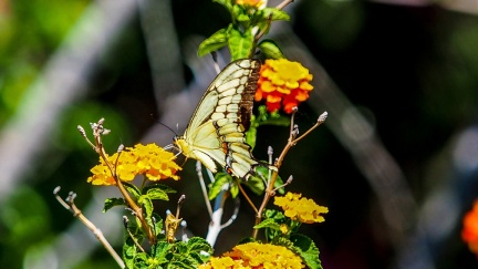 patio-april-13-2016-411